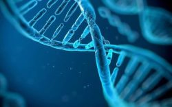 Барануковы и ДНК